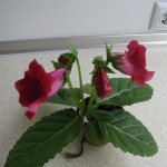 Multibells Cherry (3)