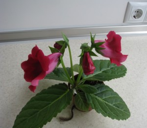 Multibells Cherry (3)