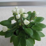 Chantaspring