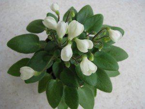 Chantaspring (2)