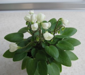 Chantaspring