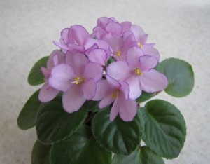 Ness' Pink Confetti
