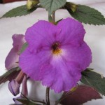 Pulcherrima