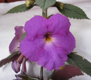 Pulcherrima