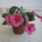 SRGs Pinky Belle