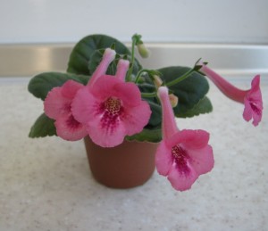 SRGs Pinky Belle