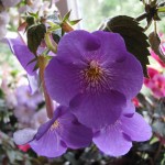 Himalayan Purple