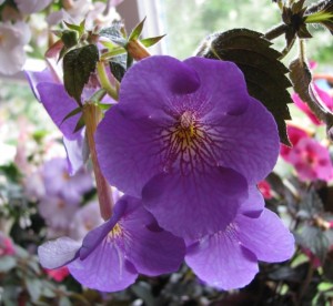 Himalayan Purple
