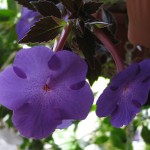 Purple Triumph