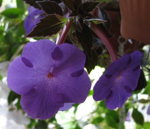 Purple Triumph