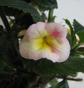 Strawberry Lemon