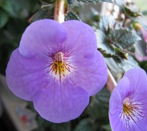 Tetra Himalayan Purple