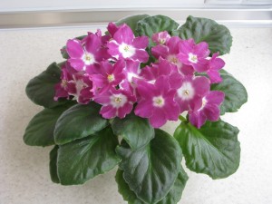 YeK-Snegiri (2)
