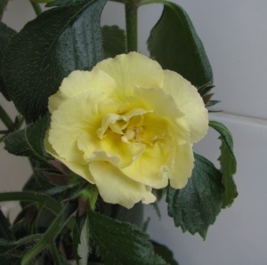Yellow English Rose (2)