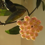 lacunosa Tove