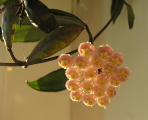 lacunosa Tove