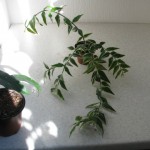 Hoya Bella variegata