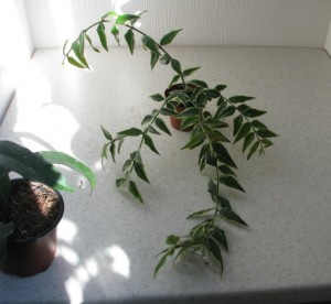 Hoya Bella variegata