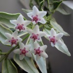 Hoya Bella variegata