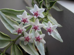 Hoya Bella variegata