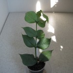 Hoya Polyneura broget