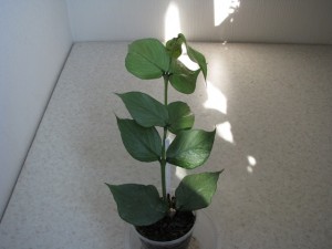 Hoya Polyneura broget
