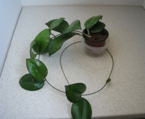 Hoya cv. Joy