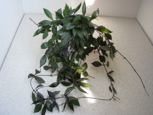 Hoya lacunosa Tove