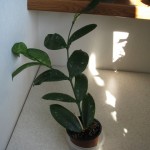 Hoya lobbii