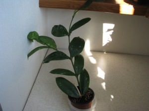 Hoya lobbii