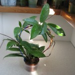 Hoya pubicalyx