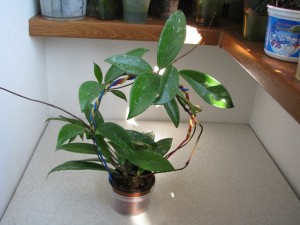 Hoya pubicalyx