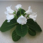 MultiBells White