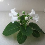 MultiBells White (2)