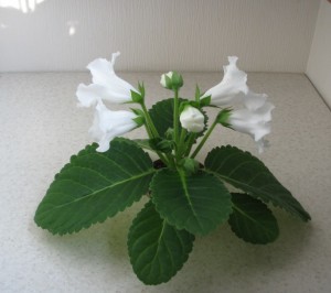 MultiBells White (2)