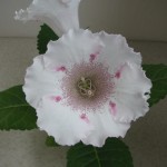 White Spider (4)