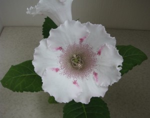 White Spider (4)