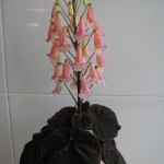 Early Spring (3)