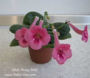 SRGs Pinky Belle