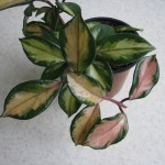 Hoya carnosa tricolor