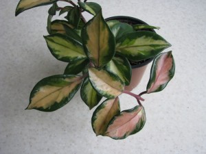 Hoya carnosa tricolor