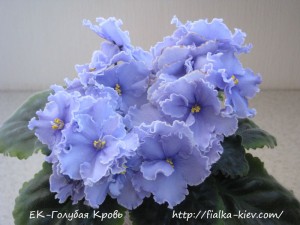 YeK-Golubaya Krov (3)