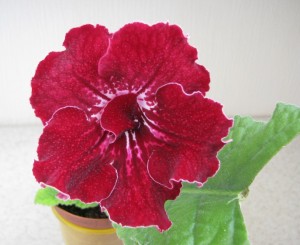 DS-Lava Lyubvi (lyuks)