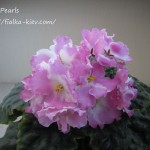 Pink Pearls (2)