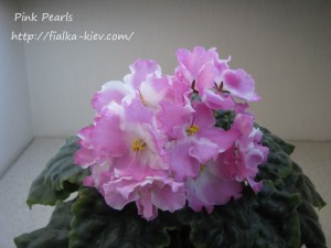 Pink Pearls (2)