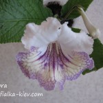 Ambra