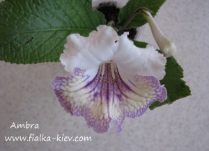 Ambra