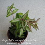 Hoya Bella variegata Louis Buis