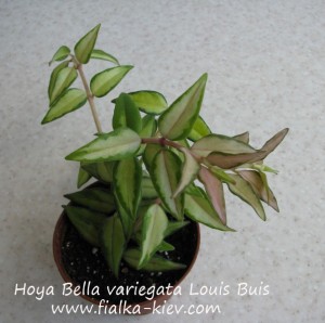 Hoya Bella variegata Louis Buis