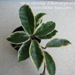 Hoya carnosa Albomarginata